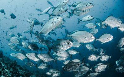 Tot el que has de saber sobre els peixos que contenen mercuri