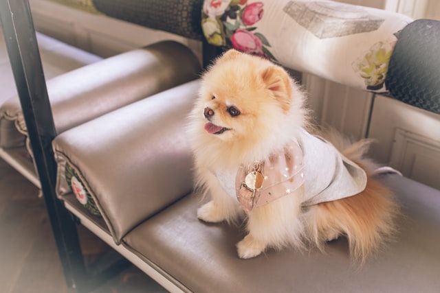 mascotas en restaurantes