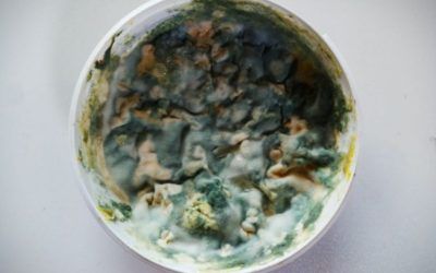 Rangs de Temperatura de Creixement de Microorganismes
