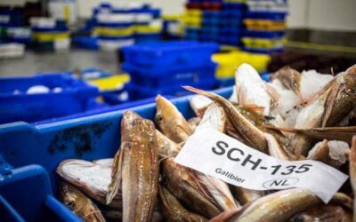 Bones pràctiques d’higiene en productes de la pesca
