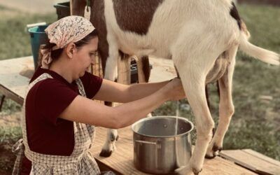 Què són les Aflatoxines a la Llet?